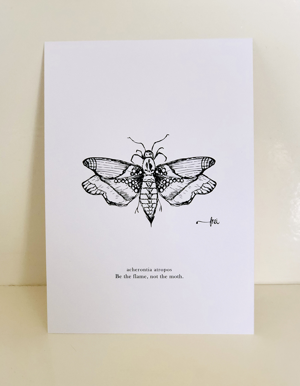 frei-design-illustration-moth-web